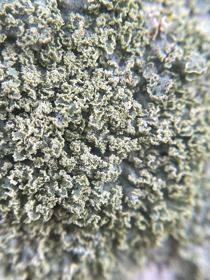 Rosette Lichen photo 2