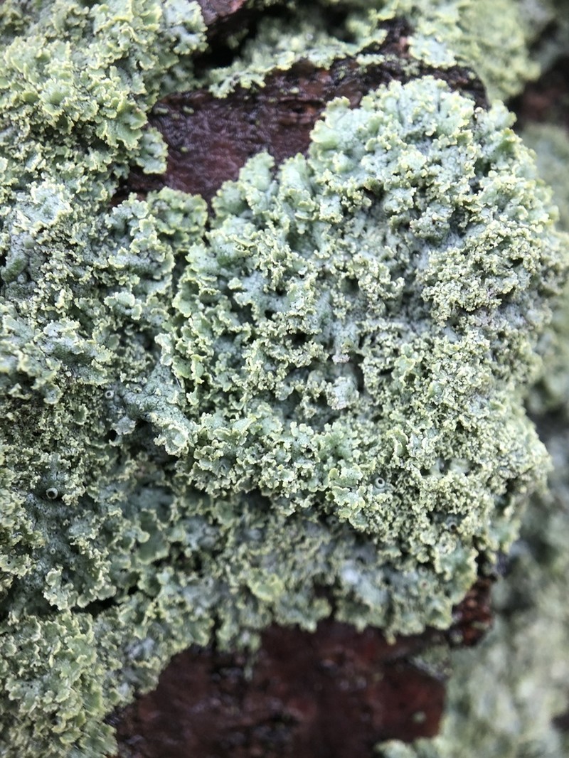 Rosette Lichen photo 3