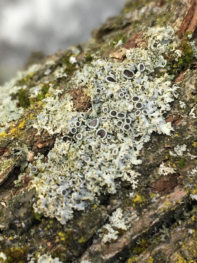 Rosette Lichen photo 4