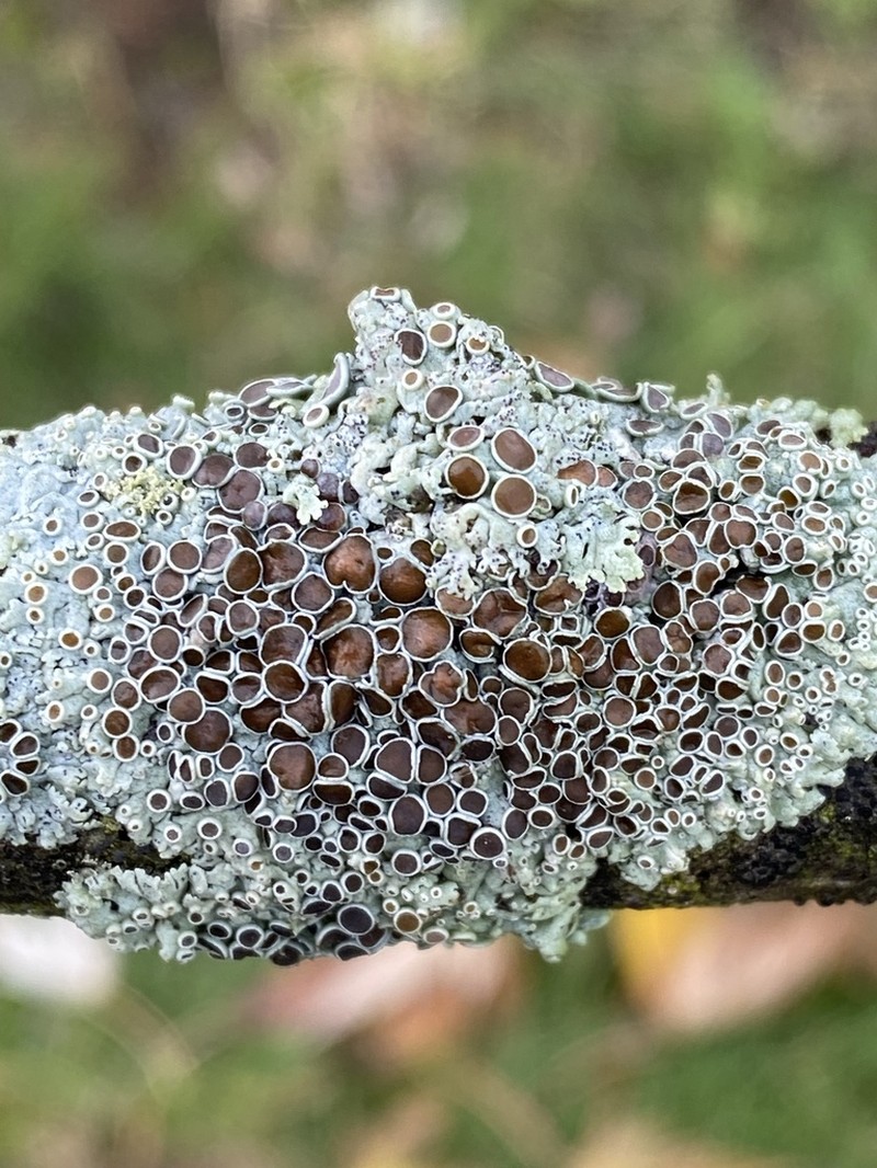 Rosette Lichen photo 5