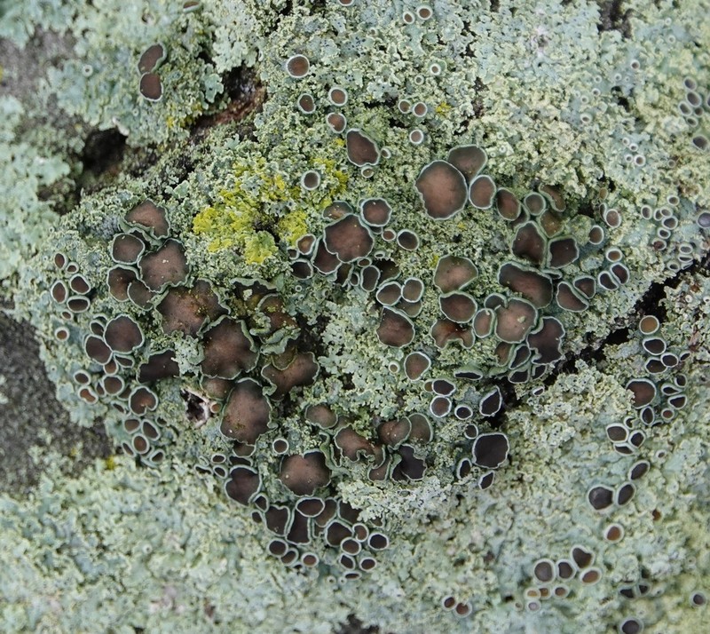 Rosette Lichen photo 6