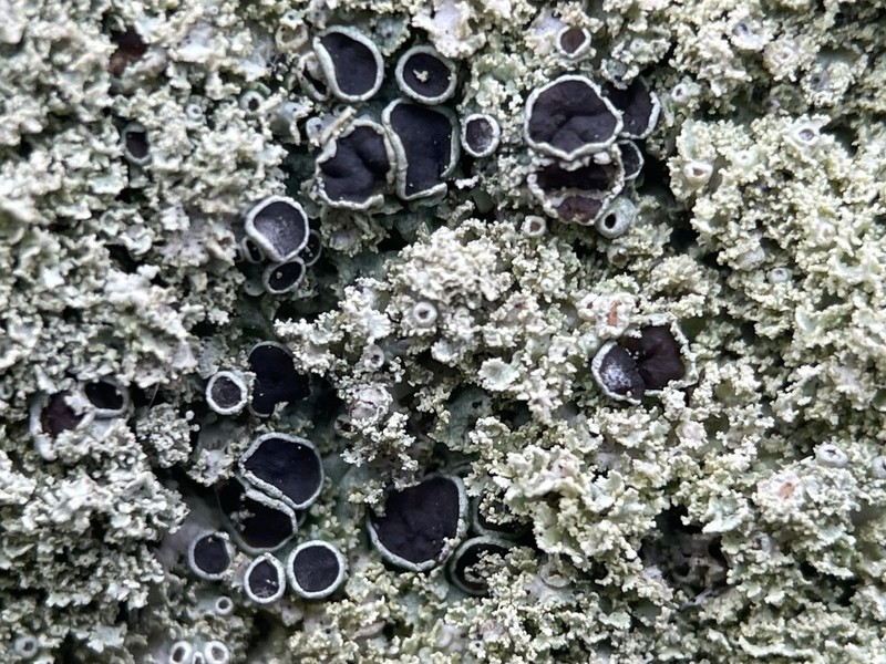 Rosette Lichen photo 7