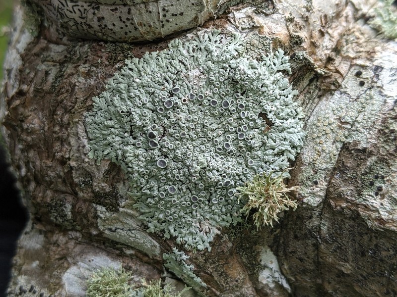 Physcia neogaea