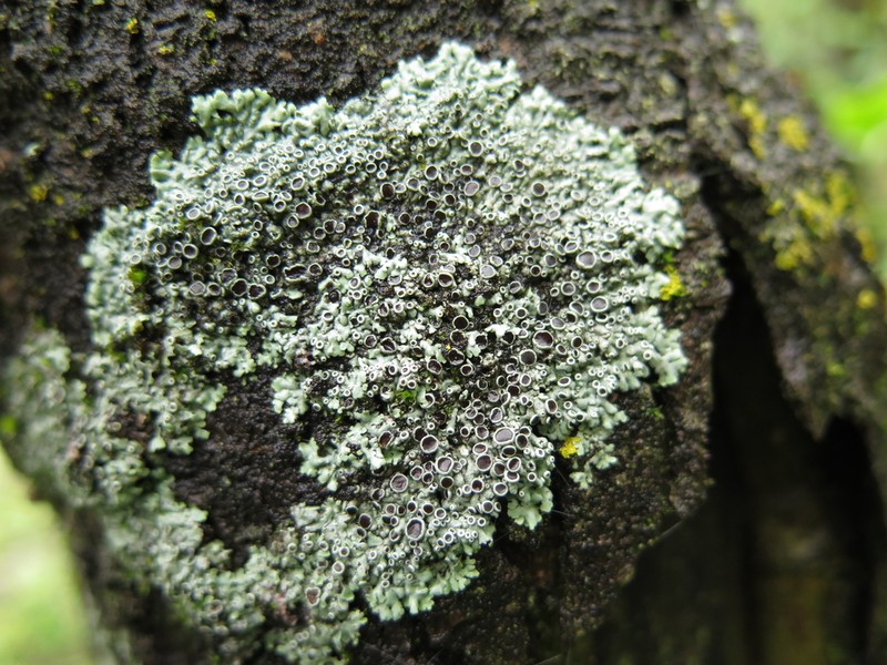 Physcia neogaea photo 2