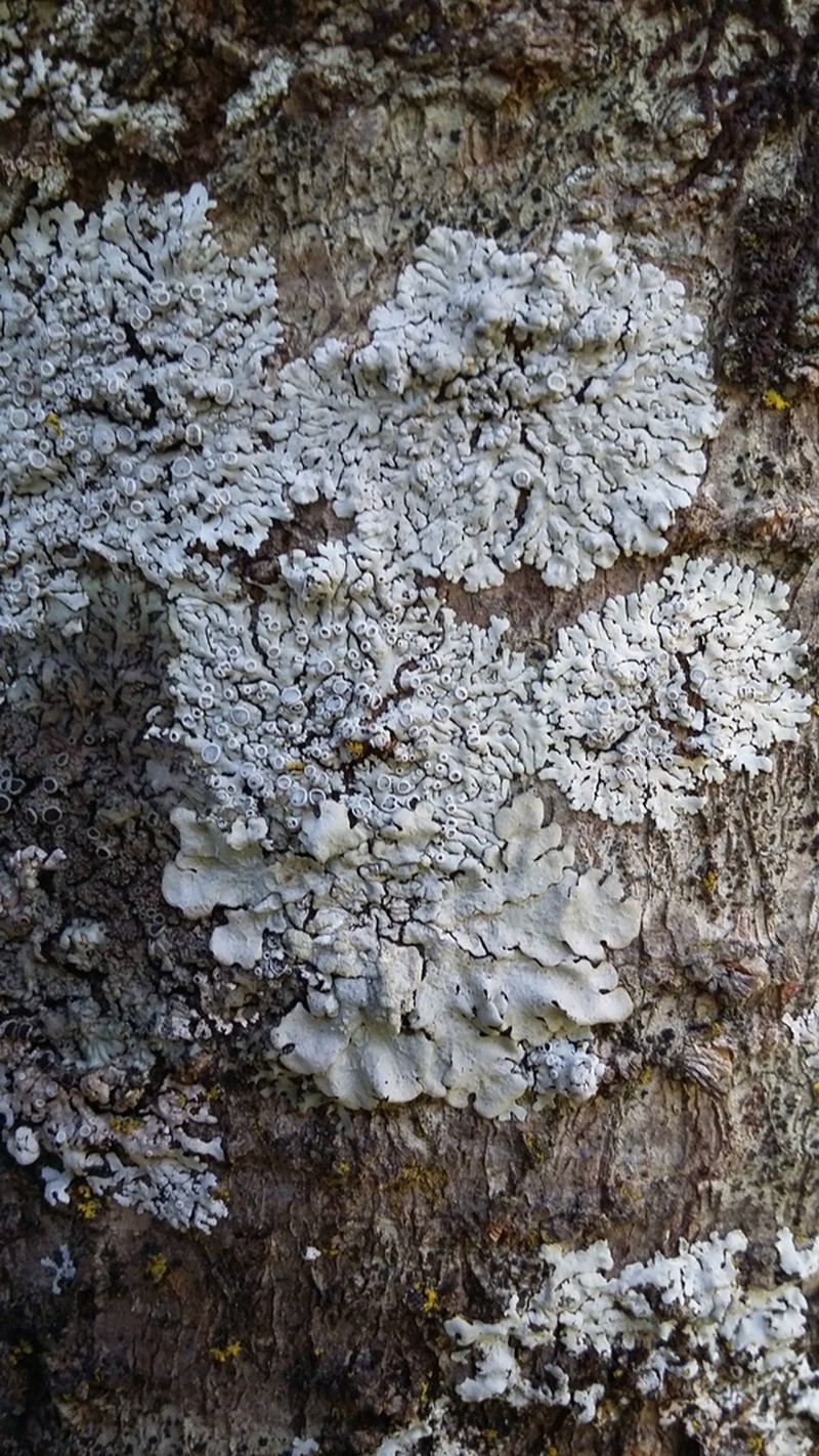 Physcia neogaea photo 3