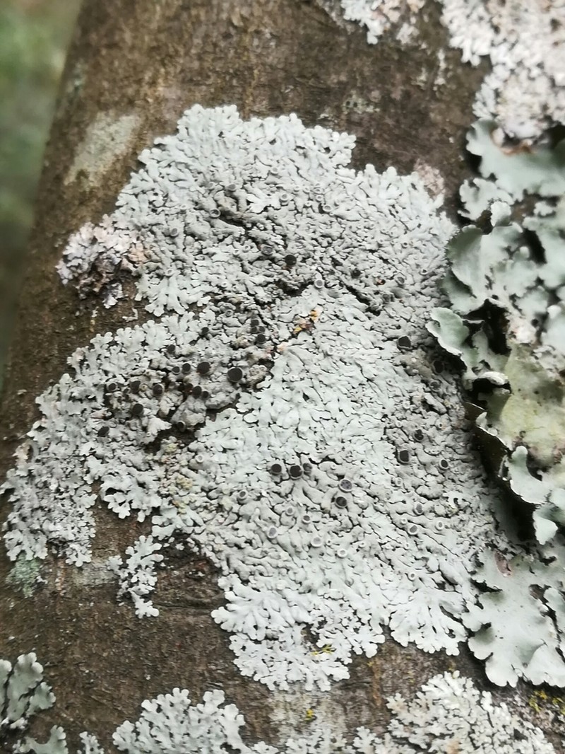 Physcia neogaea photo 4