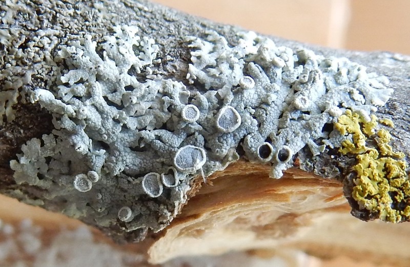Physcia neogaea photo 5