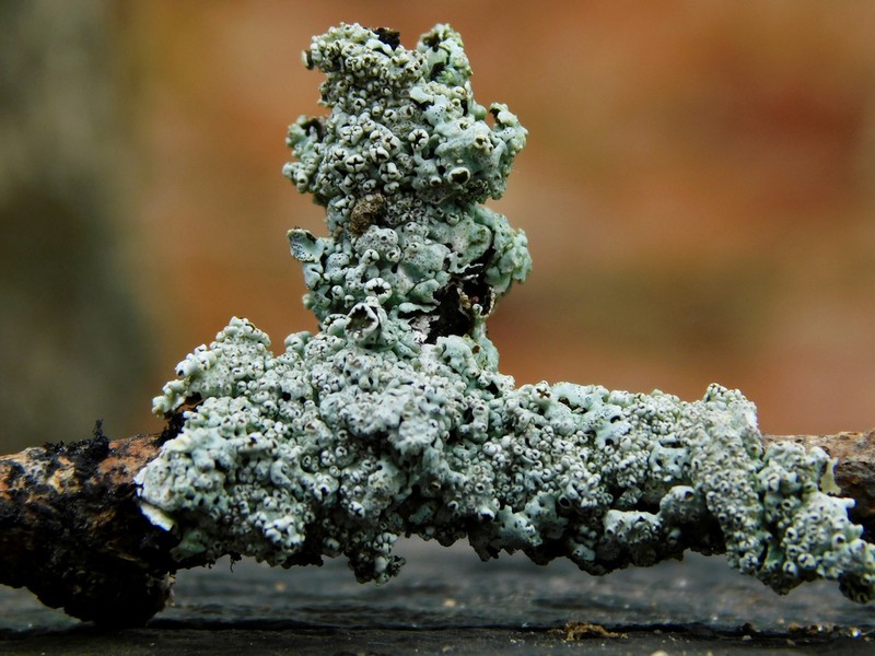 Physcia neogaea photo 6