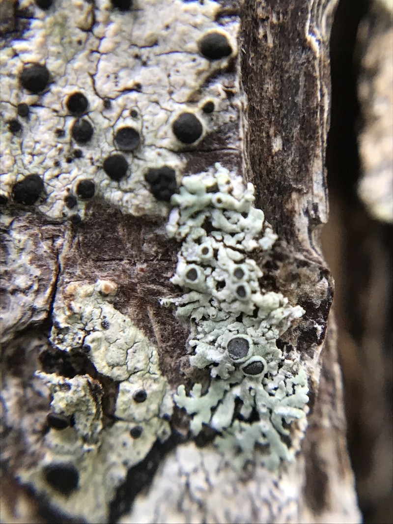 Physcia neogaea photo 7