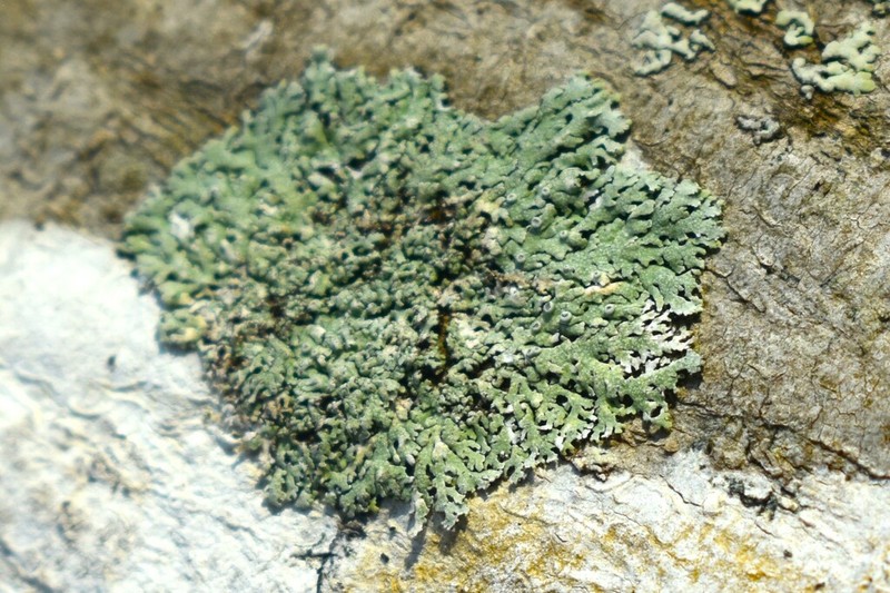Physcia neogaea photo 8