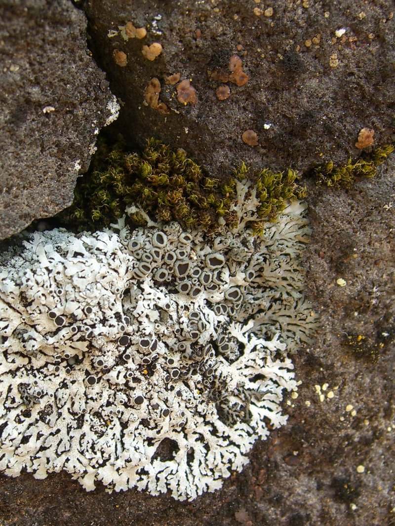 Rosette Lichen