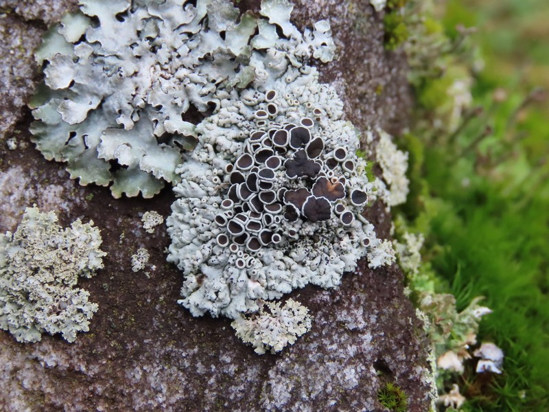 Rosette Lichen