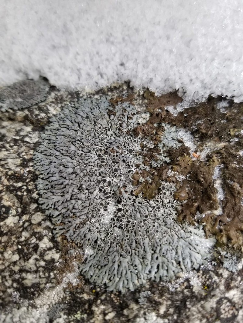 Rosette Lichen photo 2