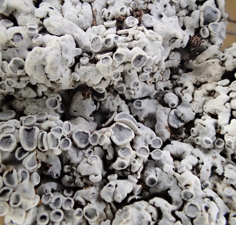 Rosette Lichen photo 3