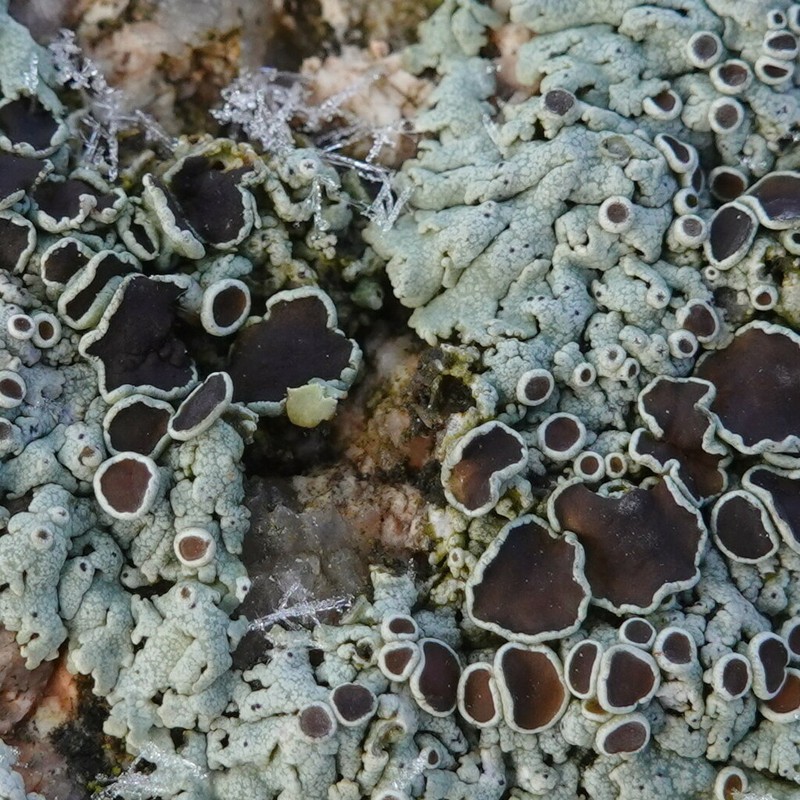 Rosette Lichen photo 4