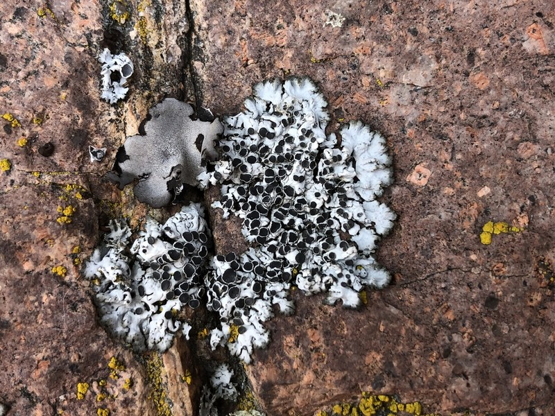 Rosette Lichen photo 5