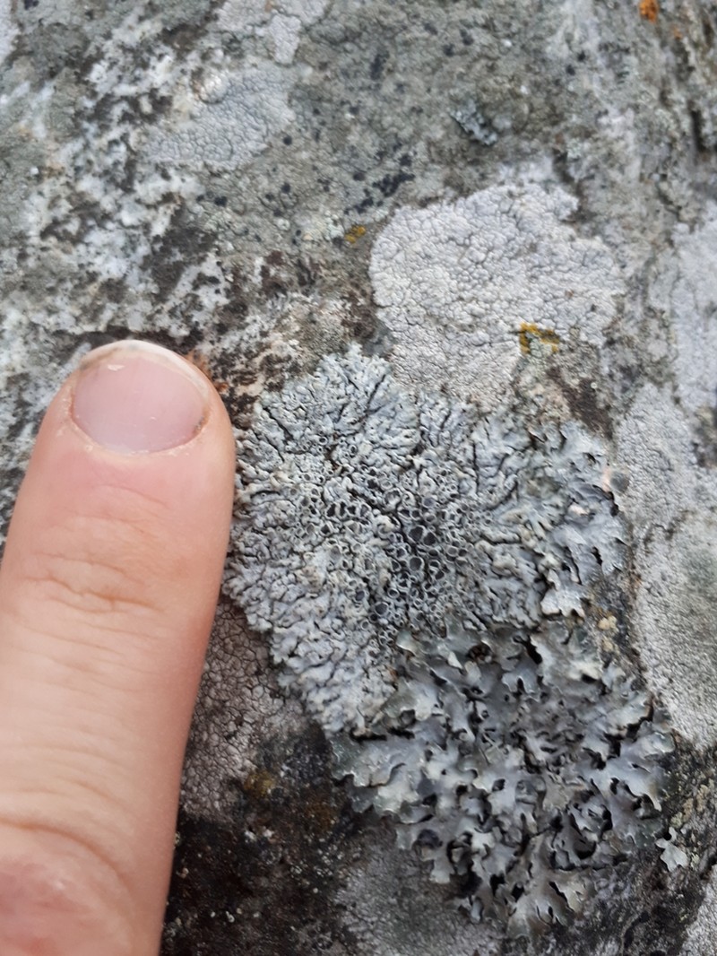 Rosette Lichen photo 6