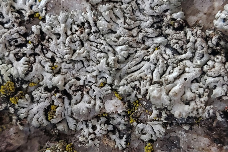 Rosette Lichen photo 7