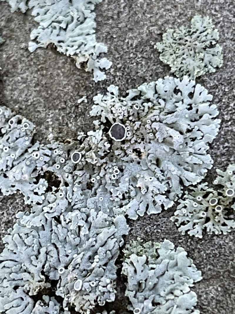Rosette Lichen photo 8