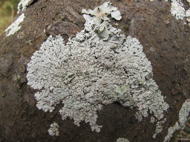 Physcia poncinsii