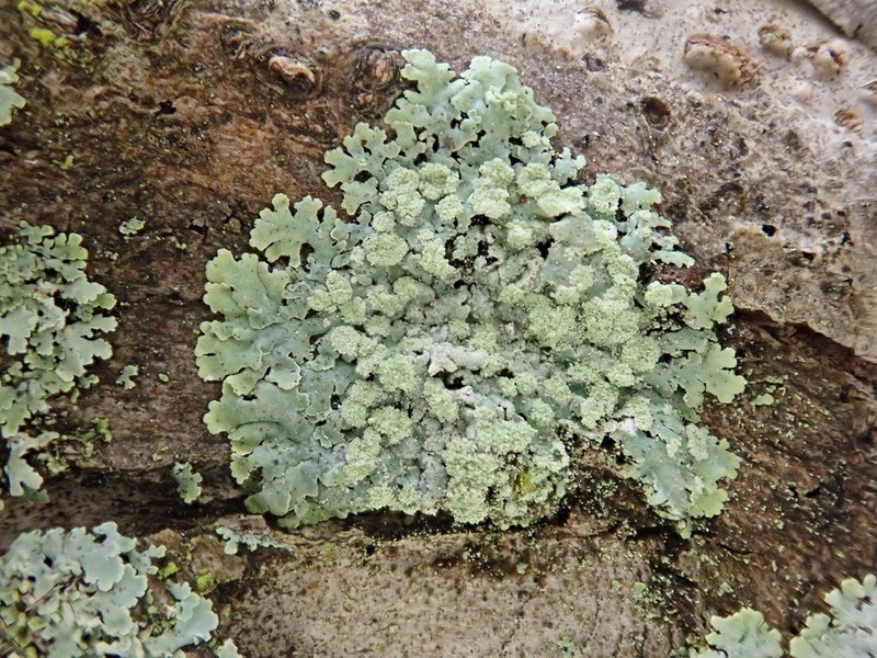 Physcia poncinsii photo 2