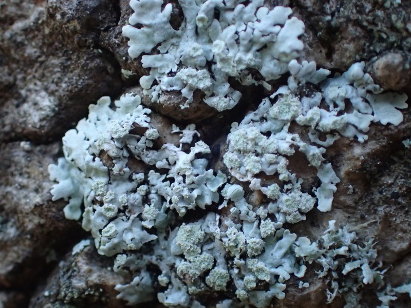 Physcia poncinsii photo 3