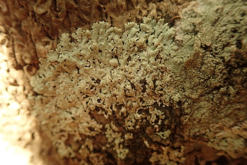 Physcia poncinsii photo 4
