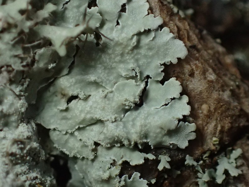 Physcia poncinsii photo 5