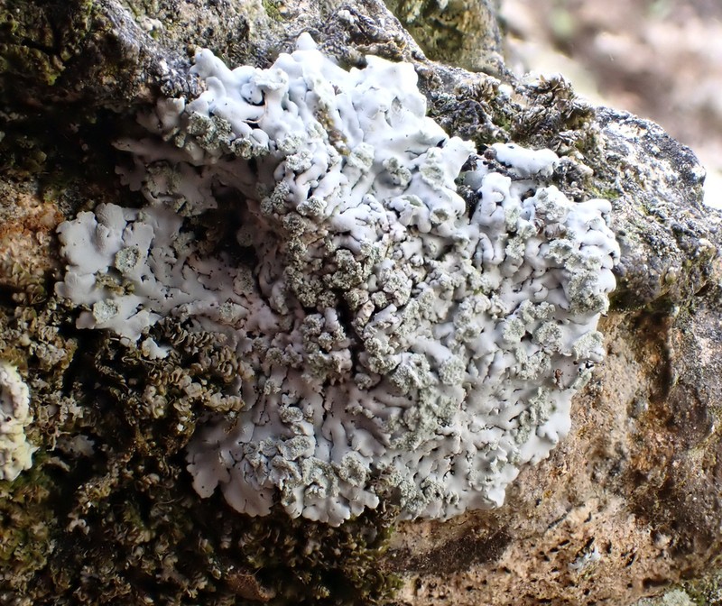Physcia poncinsii photo 6