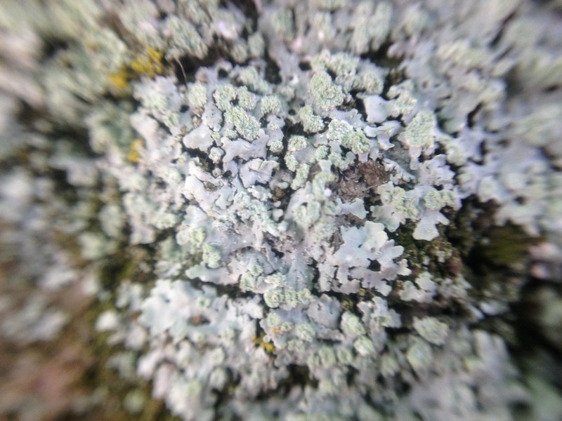 Physcia poncinsii photo 7