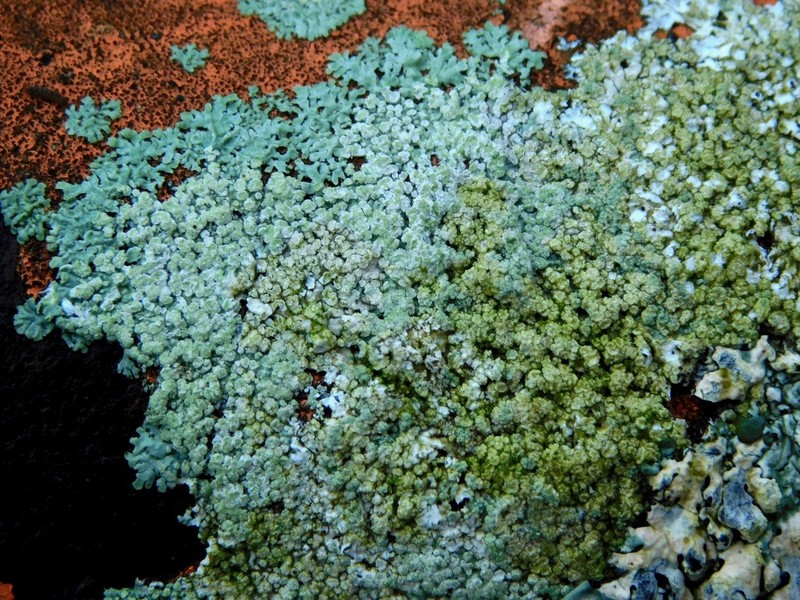 Physcia poncinsii photo 8