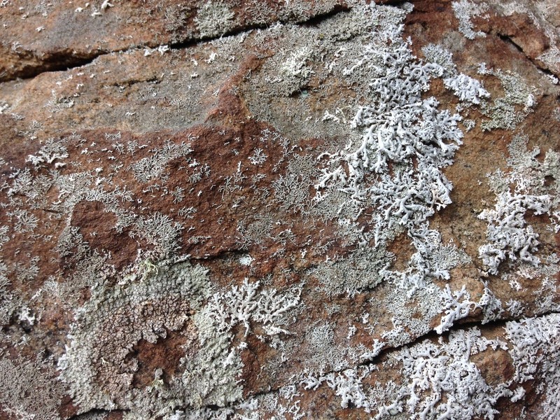 Rosette Lichen