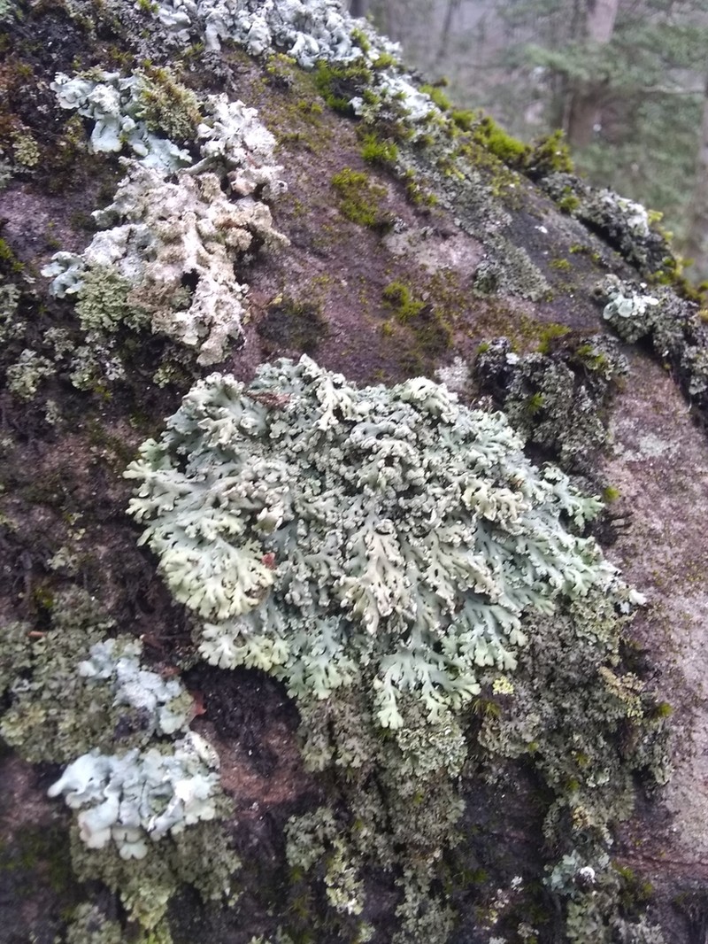 Rosette Lichen photo 2