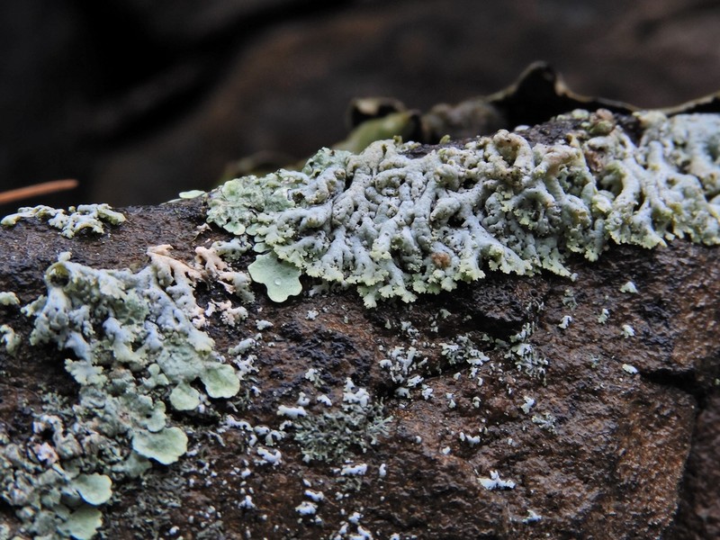 Rosette Lichen photo 3