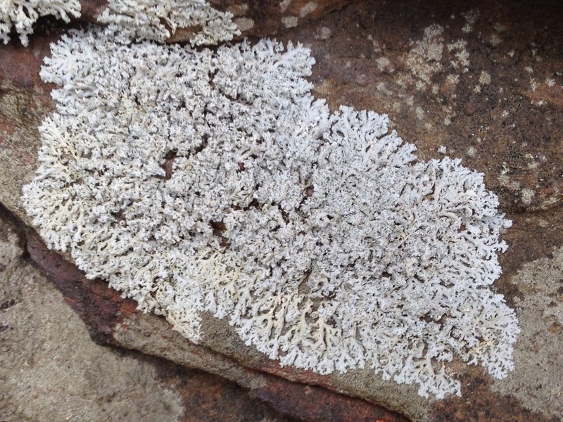 Rosette Lichen photo 4