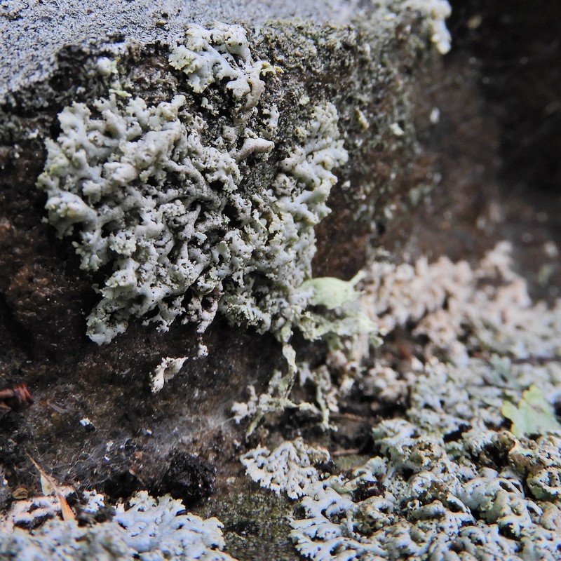 Rosette Lichen photo 5