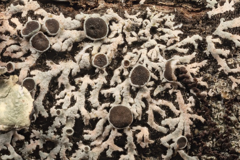 Physcia pumilior