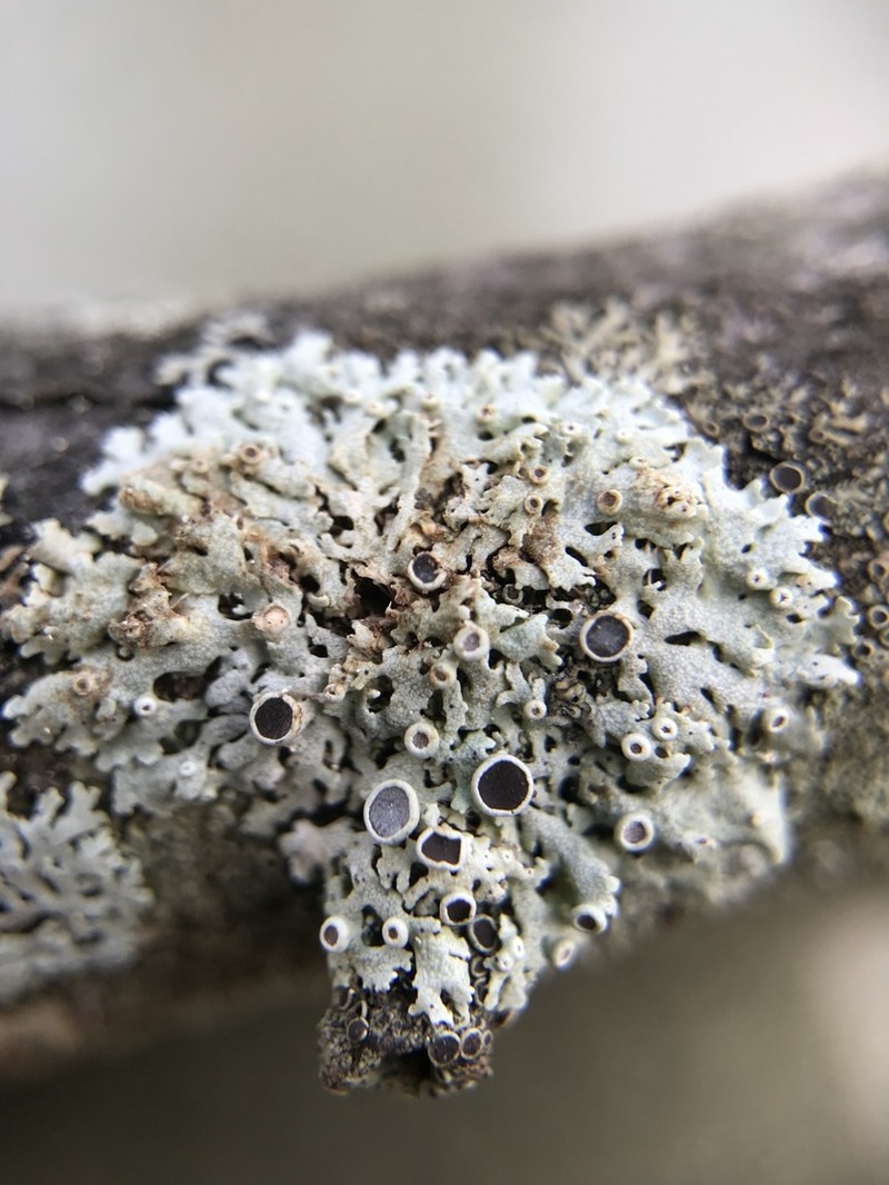 Physcia pumilior photo 2