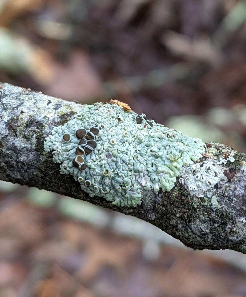 Physcia pumilior photo 3