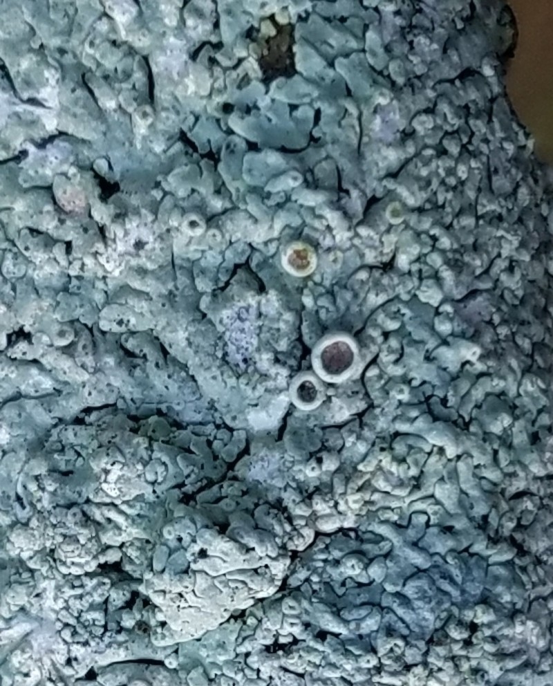 Physcia pumilior photo 4