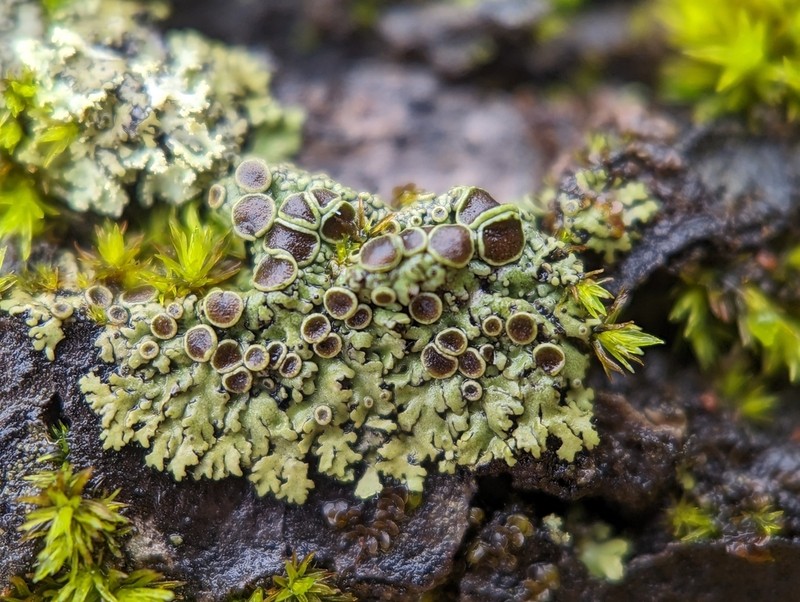 Physcia pumilior photo 5