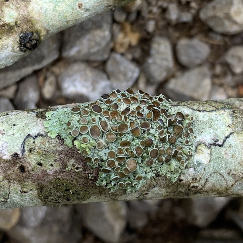 Physcia pumilior photo 6