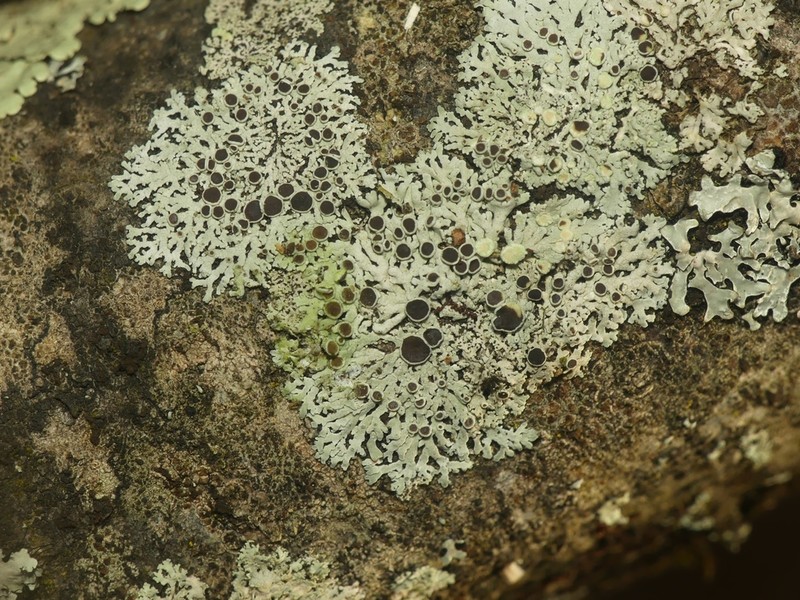 Physcia pumilior photo 7