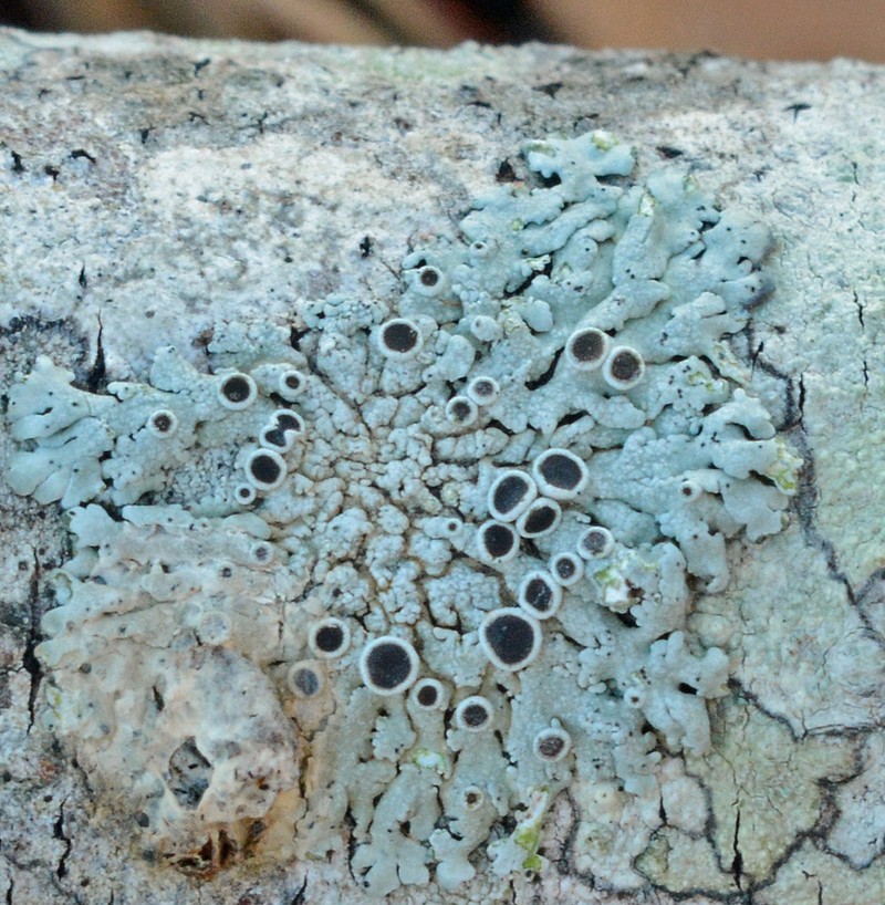 Physcia pumilior photo 8