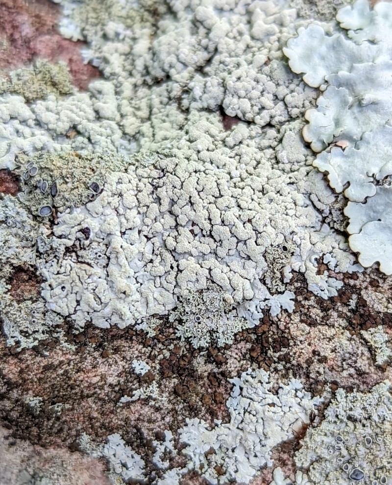 Rosette Lichen