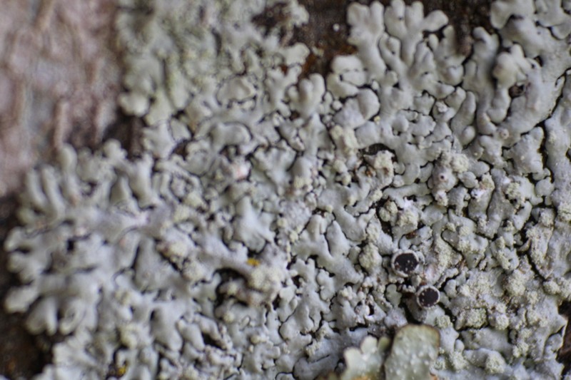 Rosette Lichen photo 4