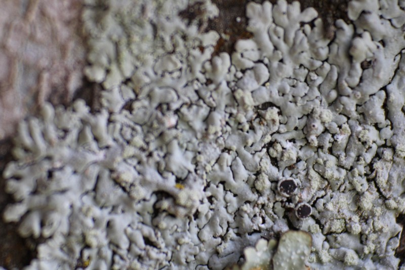 Rosette Lichen photo 5