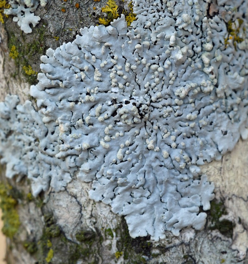 Rosette Lichen photo 6
