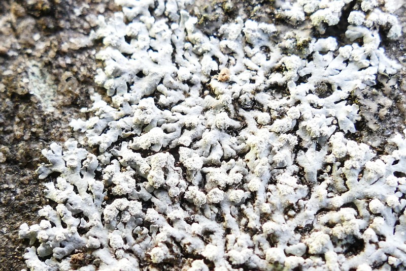 Rosette Lichen photo 7