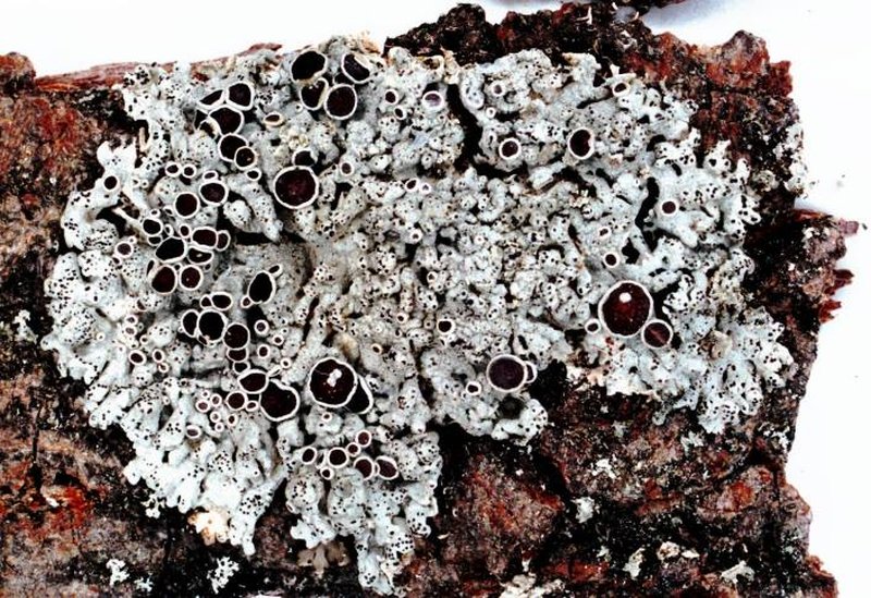 Starry Rosette Lichen